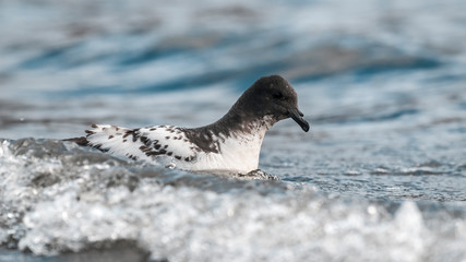 Cape petrel swimming in Antarctic waters.