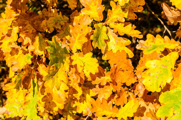 Background of the yellow oak leaves. Autumn concept