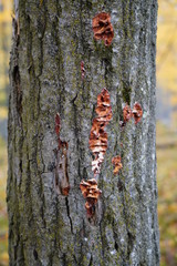 Tree bark decay eating away at the bark