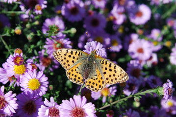 butterfly on a flower