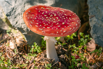 Fliegenpilz ((Amanita muscaria) - Giftpilz, Landschaft - Landscape