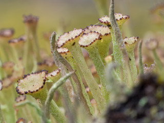 Tiny fungus growing in the moss