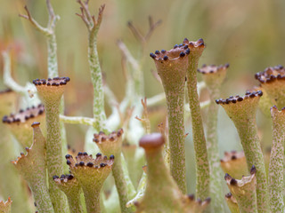 Tiny fungus growing in the moss