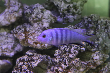  Fish in Aquarium