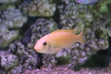 Obraz na płótnie Canvas Fish in Aquarium