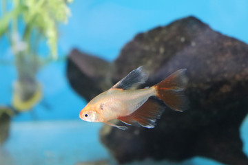  Fish in Aquarium