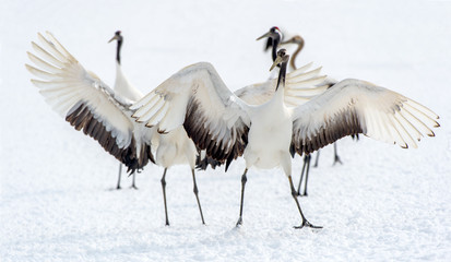 Dancing Cranes. The ritual marriage dance of cranes. The red-crowned crane. Scientific name: Grus japonensis, also called the Japanese crane or Manchurian crane, is a large East Asian Crane.