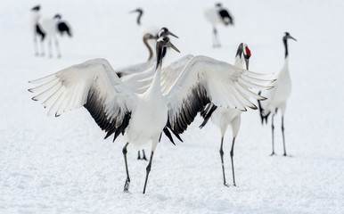 Dancing Cranes. The ritual marriage dance of cranes. The red-crowned crane. Scientific name: Grus japonensis, also called the Japanese crane or Manchurian crane, is a large East Asian Crane.