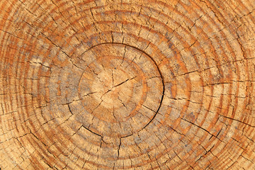 tree annual ring as a background