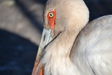 Fototapeta premium garza