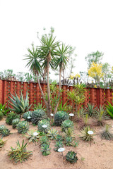 Fleshy plant in a botanical garden