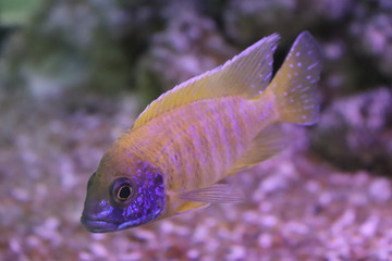  Fish in Aquarium