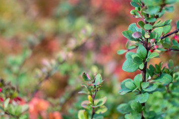 Autumn has come, autumn is here. Yellow, red, crimson leaves of barberry. Bare branches with spikes, thorns. Red berries of barberry. Day, overcast, windy.