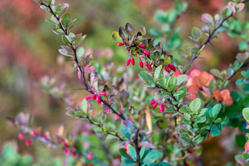 Autumn has come, autumn is here. Yellow, red, crimson leaves of barberry. Bare branches with spikes, thorns. Red berries of barberry. Day, overcast, windy.