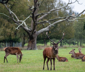 adult, alpha male, animals, antlers, autumn, brown, buck, burley, countryside, deer rut, doe, dominant, dominant male, england, fall, fallow, fallow deer, fawn, forest, free roaming, grass, grazing, h