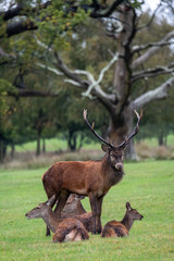 Group of red deer, including male with antlers and female hinds, photographed in autumn in countryside near Burley in the New Forest, Hampshire UK.