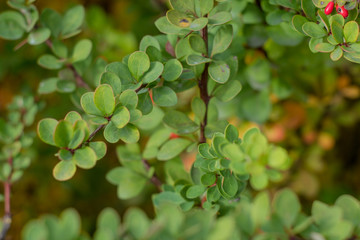 Autumn has come, autumn is here. Yellow, red, crimson leaves of barberry. Bare branches with spikes, thorns. Red berries of barberry. Day, overcast, windy.