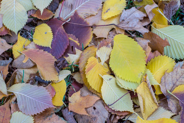 Autumn has come, autumn is here. Yellow, crimson and colorful leaves lie on the ground. near the trees. Day, overcast, windy.