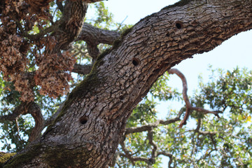 Acorn Woodpecker nests in California woods