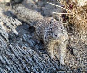 Northern California Ground Squirrel in natural habitat
