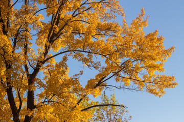 Autumn Leaves Against Blue Sky