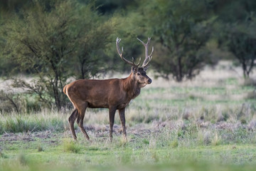 Naklejka na ściany i meble Male Red Deer, in rut season, La Pampa, Argentina