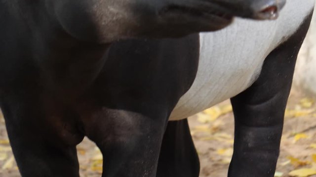 Close up of tapir head looking around