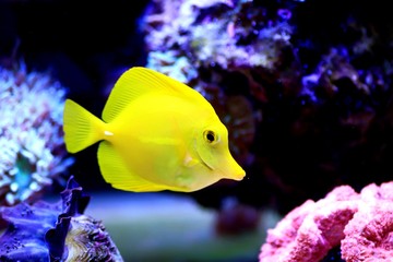 Captive breded Yellow tang - Hawaiian Zebrasoma Flavencens
