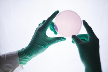 Close up of gloved hands holding petri dish with test samples over white light in medical...