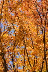 Fototapeta premium Orange Maple Leaves in Autumn