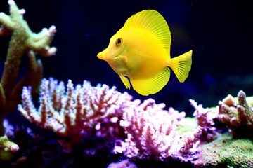 Captive breded Yellow tang - Hawaiian Zebrasoma Flavencens