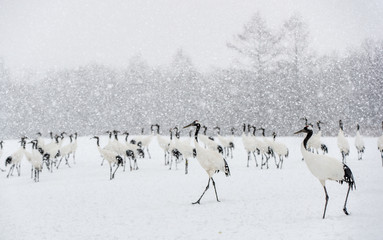 Obraz premium Japanese cranes in snowfall. The red-crowned crane. Scientific name: Grus japonensis, also called the Japanese crane or Manchurian crane, is a large East Asian Crane. Winter season.