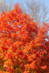 Fototapeta premium Scarlet Maple Foliage