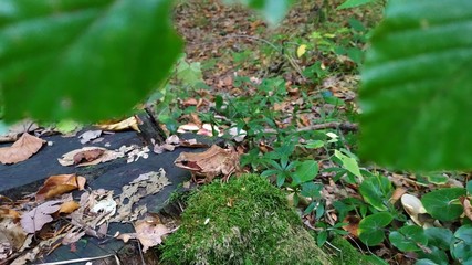 moss on stone
