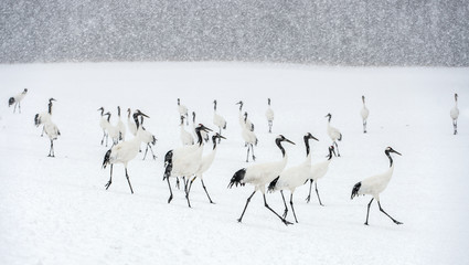 Fototapeta premium Japanese cranes in snowfall. The red-crowned crane. Scientific name: Grus japonensis, also called the Japanese crane or Manchurian crane, is a large East Asian Crane. Winter season.