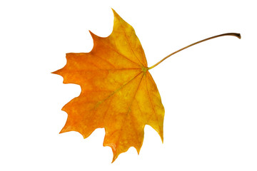 beautiful autumn orange maple leaf on a white background, isolate, closeup