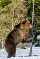 Plakat Brown bear standing on his hind legs on the snow in the winter forest. Scientific name: Ursus arctos. Natural habitat. Winter season.