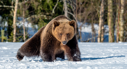 Obraz na płótnie Canvas Brown Bear on the snow in spring forest. Front view. Ursus arctos.