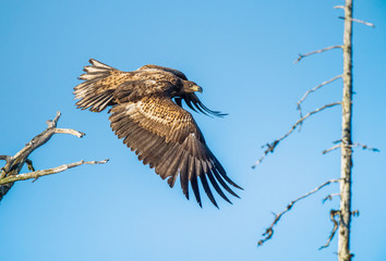 Juvenile White-tailed eagle  in flight. Side view. Sky background. Scientific name: Haliaeetus albicilla, Ern, erne, gray eagle, Eurasian sea eagle and white-tailed sea-eagle. Summer season.
