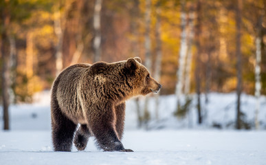 Brown Bear on the snow in spring forest Scientific name:  Ursus arctos.