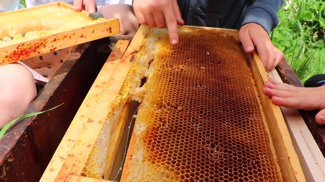 Team of children discovering alveoli from hive&rsquo;s frame filled with honey from bees in apiary. Colorful gold pattern designed by nature. Closeup on hands of boys and girls. Friendship farm. France