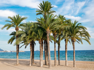 palm trees on the beach
