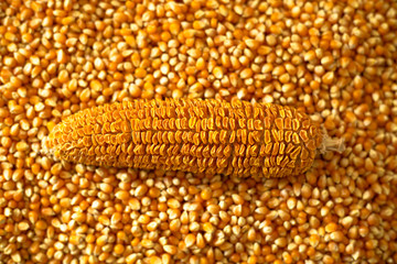 corn kernels and dry corn cob