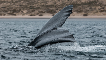 Right whale tail, Peninsula Valdes,Patagonia , Argentina