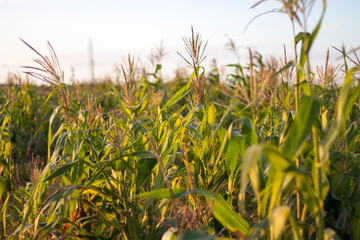 field of corn