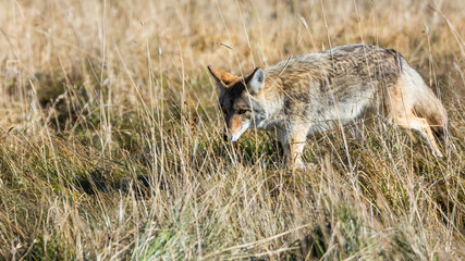 Obraz premium Coyote in a Field Hunting for Mice