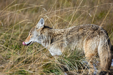 Coyote in a Field Hunting for Mice