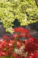緑の葉に映える赤い曼珠沙華の花