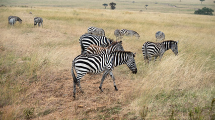 Obraz premium Zebras Grazing