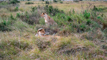 Lion Petting Another Lion's Head